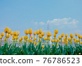 yellow tulip background 76786523