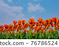 Orange tulips with the sky 76786524