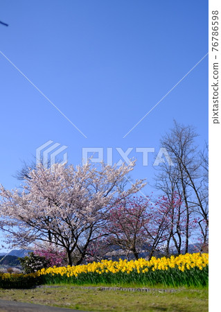 Sakura and Narcissus 76786598