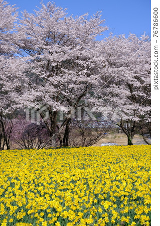 Sakura and Narcissus 76786600