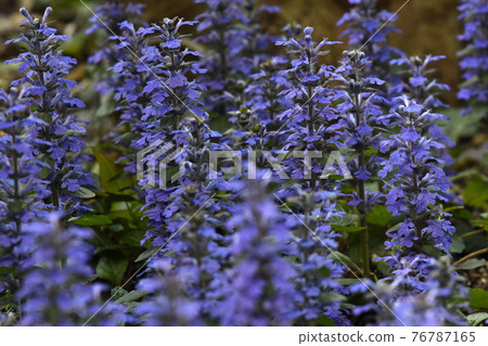 Ajugareptans in full bloom Ajugareptans in full bloom 76787165