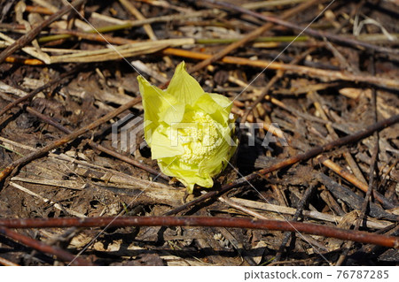 吹之（春天） 76787285