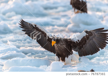 知床冬天 76787381