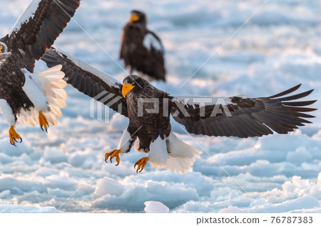 知床冬天 76787383