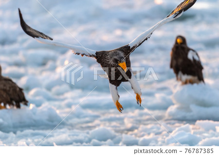 Shiretoko winter 76787385