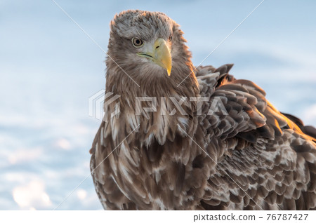 知床冬天 76787427