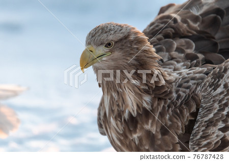 知床冬天 知床冬天 76787428