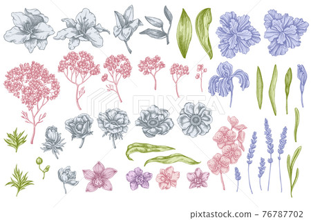 Vector set of hand drawn pastel anemone, lavender, rosemary everlasting, phalaenopsis, lily, iris 76787702