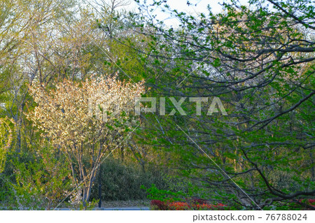 [4月中旬/鮮花] 禦金櫻（雪櫻）的風景和清新的綠色/森林公園 76788024