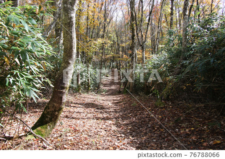A mountain trail on the Hyonoyama / Tendaki line route aiming for the summit of Mt. Hyono while enjoying a forest bath A mountain trail on the Hyonoyama / Tendaki line route aiming for the summit of Mt. Hyono while enjoying a forest bath 76788066