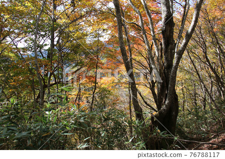 Autumnal trees seen from the mountain trail on the Hyonoyama / Tendaki line route toward the summit of Mt. Hyono Autumnal trees seen from the mountain trail on the Hyonoyama / Tendaki line route toward the summit of Mt. Hyono 76788117
