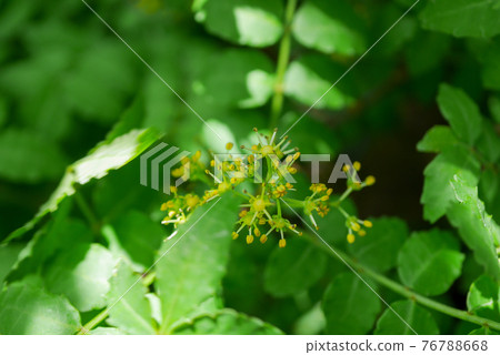 山莊花04 山莊花04 76788668