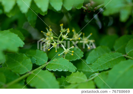 山莊花05 76788669