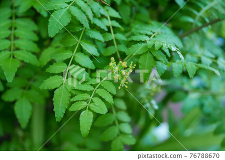 山莊花06 76788670