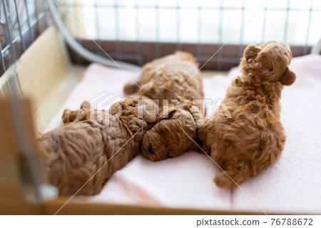 Puppy toy poodle 76788672