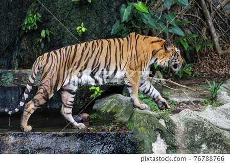 Close up bengal tiger is beautiful animal and dangerous in forest Close up bengal tiger is beautiful animal and dangerous in forest 76788766