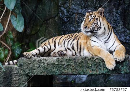 Close up bengal tiger is beautiful animal and dangerous in forest Close up bengal tiger is beautiful animal and dangerous in forest 76788767