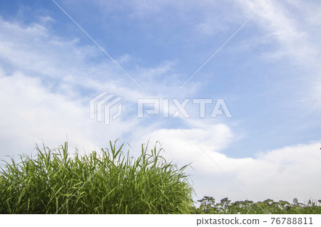 Landscape of light fresh green and blue sky in early summer Landscape of light fresh green and blue sky in early summer 76788811