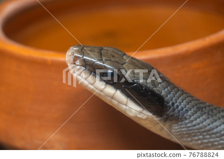 Close-up snake head on the background of a clay pot in the wild Close-up snake head on the background of a clay pot in the wild 76788824