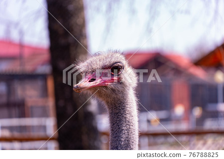 Close-up of the ostrich's head watching in the camera and beak turned to the left 76788825