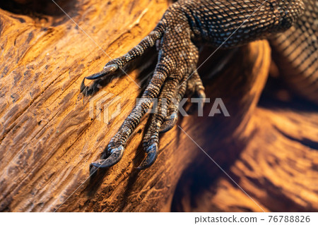 Close-up reptile paw, lizard limb with claws on a wooden background, monitor lizard or gecko paw with claws on a branch, iguana paw 76788826