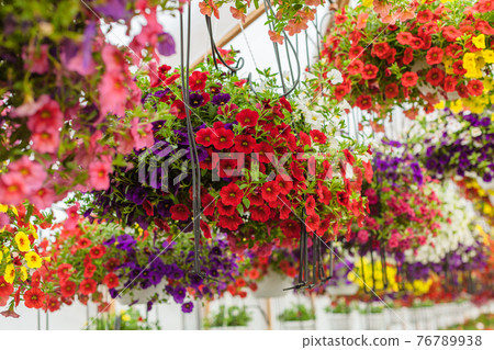 Pots of colorful petunias in a greenhouse with drip irrigation system 76789938