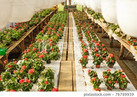 Potted pelargonium or geranium blooming in pink and red in greenhouse 76789939