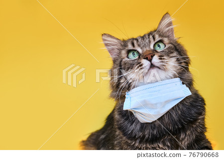 Cute grey Siberian cat with mask for protect corona virus Cute grey Siberian cat with mask for protect corona virus 76790668
