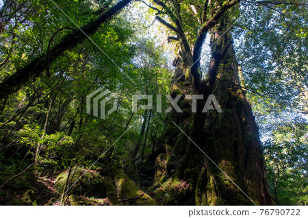 Yakushima Silence Forest Yakushima Silence Forest 76790722