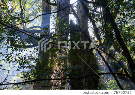 屋久島寂靜森林 76790725