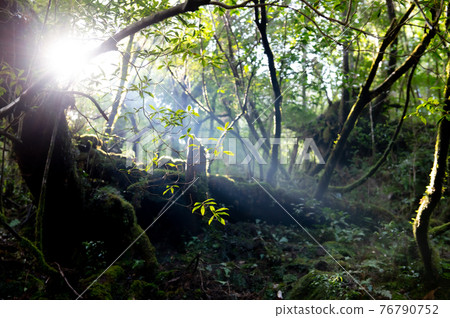 Yakushima Silence Forest Yakushima Silence Forest 76790752