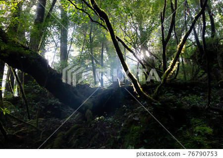 屋久島寂靜森林 76790753