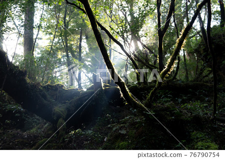 屋久島寂靜森林 76790754