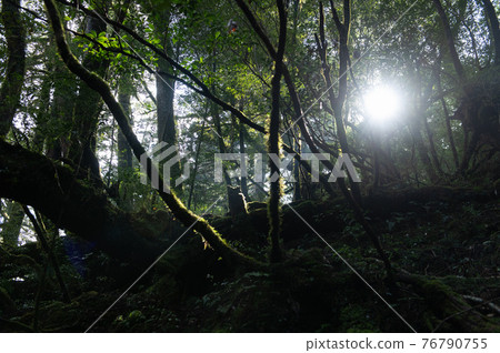 Yakushima Silence Forest 76790755