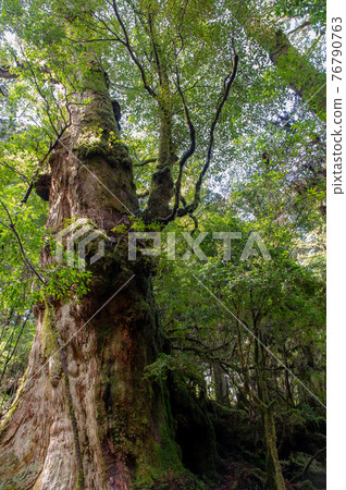Yakushima Silence Forest 76790763