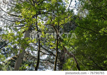 Yakushima Silence Forest 76790765