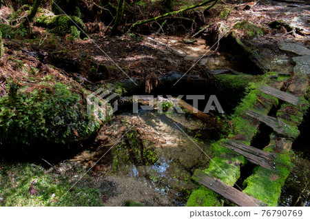 屋久島寂靜森林 76790769