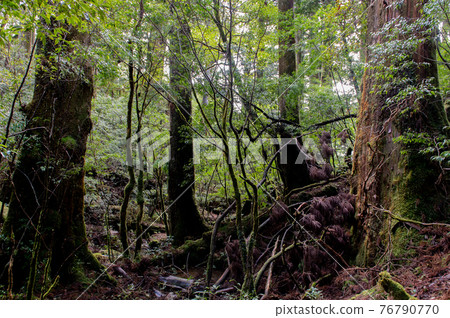 屋久島寂靜森林 76790770