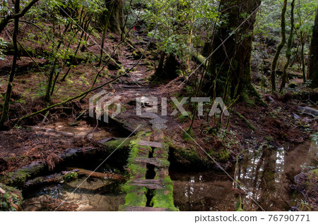 Yakushima Silence Forest 76790771