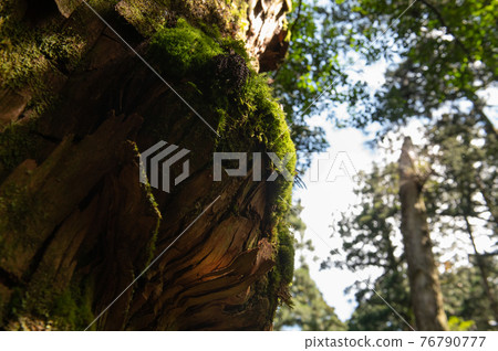 Yakushima Silence Forest 76790777