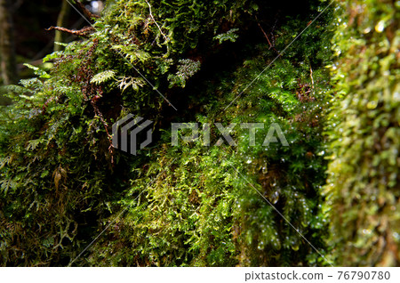 屋久島寂靜森林 76790780