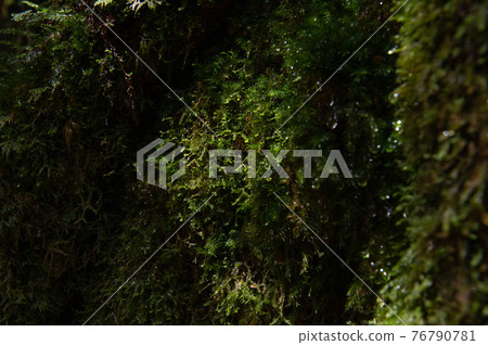 屋久島寂靜森林 屋久島寂靜森林 76790781