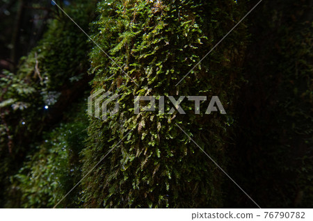 屋久島寂靜森林 76790782