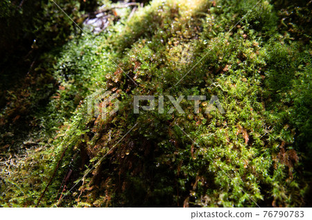 屋久島寂靜森林 76790783