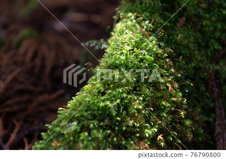 Yakushima Silence Forest Yakushima Silence Forest 76790800