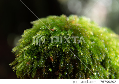 Yakushima Silence Forest Yakushima Silence Forest 76790802