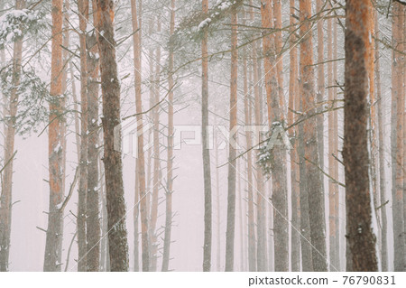 Beautiful Snowy White Forest In Winter Frosty Day. Snowing In Winter Frost Woods. Snowy Weather. Winter Snowy Coniferous Forest. Blizzard in Windy Day. Close Up Trunks Beautiful Snowy White Forest In Winter Frosty Day. Snowing In Winter Frost Woods. Snowy Weather. Winter Snowy Coniferous Forest. Blizzard in Windy Day. Close Up Trunks 76790831