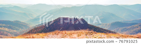 Panorama hills mountain range covered forest. Yellowed tall grass on hillside, dark green fir trees against. Carpathians, Ukraine. Panorama hills mountain range covered forest. Yellowed tall grass on hillside, dark green fir trees against. Carpathians, Ukraine. 76791025