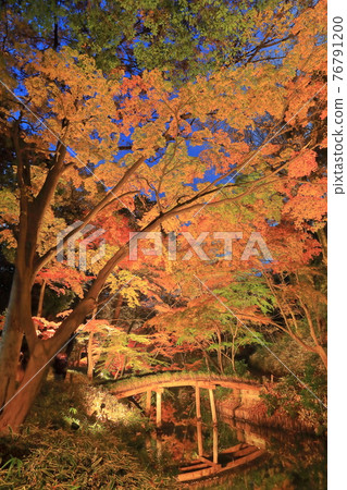 [東京] 六義園紅葉燈火通明 76791200