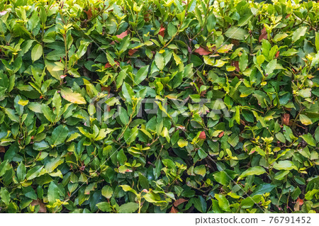 Neatly trimmed bushes in the summer or autumn park. 76791452